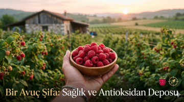 Bir Avuç Şifa: Sağlık ve Antioksidan Deposu